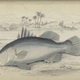 Illustration for article titled Natural History of Fishes of the Perch Family